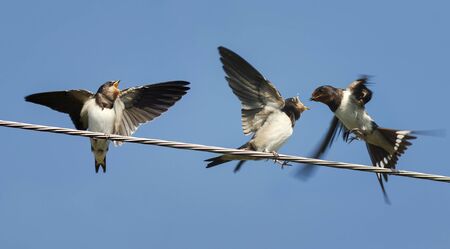 a swallow flew in to feed their Chicks sitting on the wiresの写真素材
