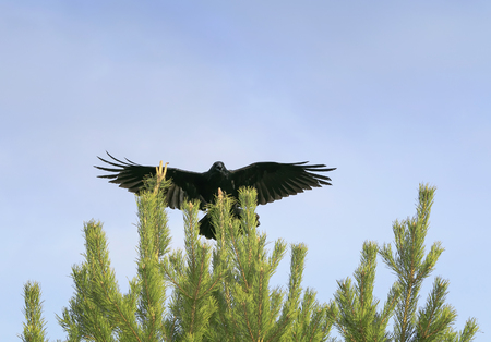 black crow sits on top of a green spruce, and the wingの写真素材