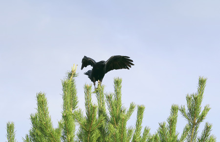 black crow sits on top of a green spruce, and the wingの写真素材