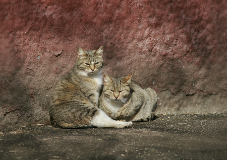 two funny stray cat lying in the sun at the house