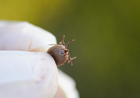 dangerous insect mite pressurized blood in the hands of the doctorの写真素材
