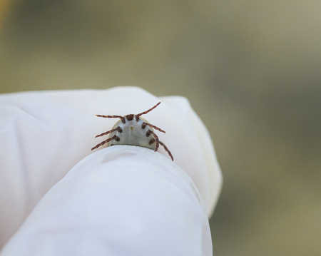 dangerous insect mite pressurized blood in the hands in gloves rubberの写真素材