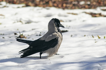 bird hooded crow strong paces around the deep white snowの写真素材