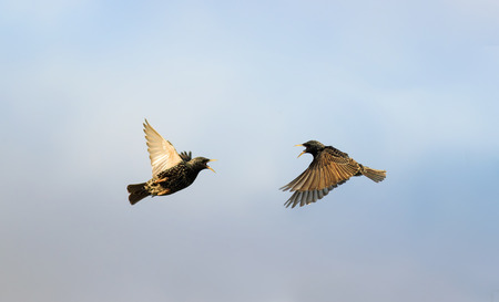 two starlings flying in the sky flapping the wings widely towardsの写真素材