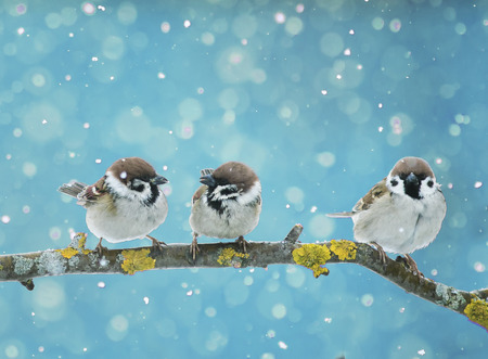 funny little birds sitting on the branch in falling snow in the new year's eveの写真素材