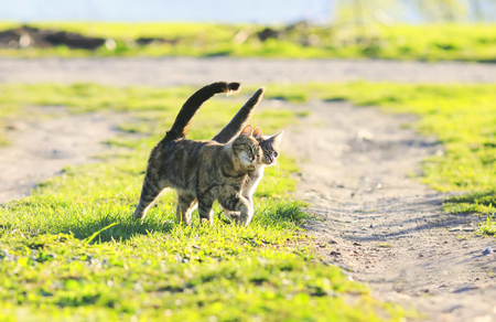 couple cute funny kitten walking arm in arm at the juicy green grassの写真素材