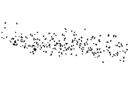 a large flock of black birds flying against a white sky isolatedの写真素材