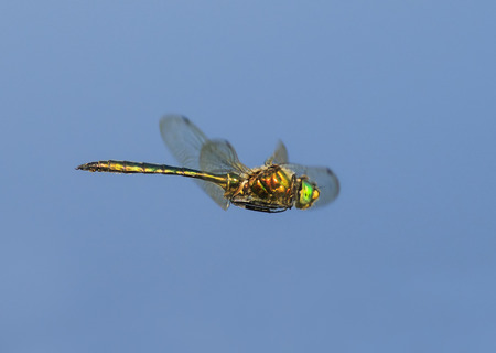 beautiful dragonfly with large eyes and shining wings flying on blue sky backgroundの写真素材