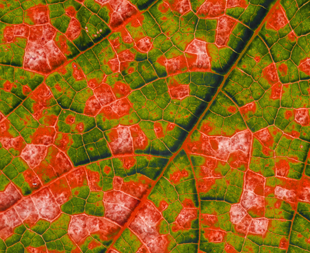 natural background from green leaf with yellow squares