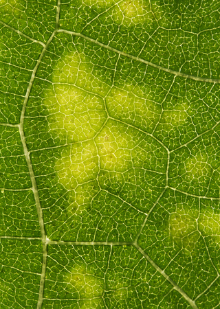 green natural background from sheet of different shades and veins