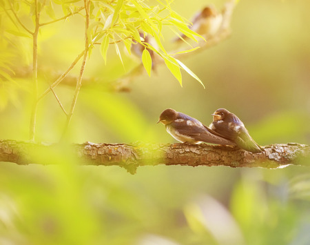 two little birds swallows sitting on a branch over the pond Sunny summer dayの写真素材
