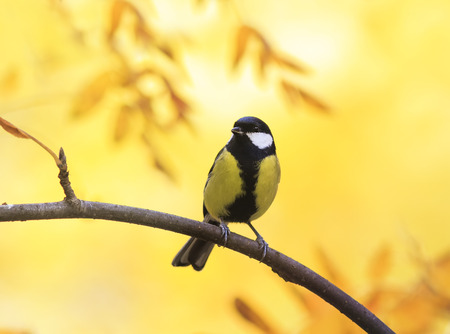 sweet little bird sitting in autumn Park on a background of Golden foliageの写真素材