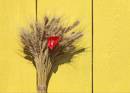 background with a bunch of ripe Golden wheat heads and red poppy flower on a wooden painted wallsの写真素材