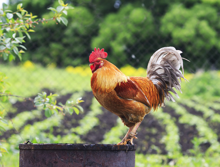 colorful  rooster stands high on the backyard farmの写真素材