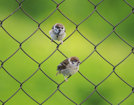 two small  bird Sparrow sitting on a metal fence netting summer dayの写真素材