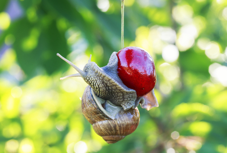 pest of garden snail hanging on ripe red berry cherries in the summer a Sunny dayの写真素材