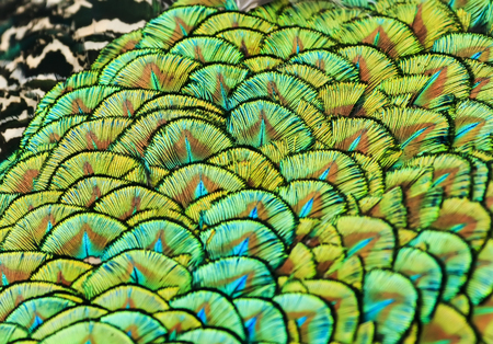 a beautiful backdrop of bright, colorful feathers of a bird peacockの写真素材