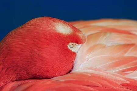 bright pink Flamingo bird put his beak in the feathers on blue backgroundの写真素材