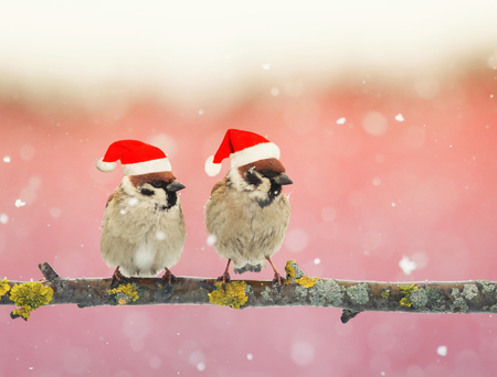 two funny little birds in festive Christmas hats sitting on a branch during a snowfallの写真素材