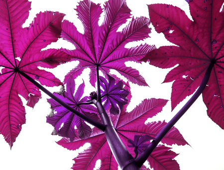 red branches of plants flower trees looking up on a white isolated backgroundの写真素材