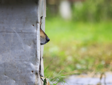 cute sad puppy funny stuck out his nose and peeking out of his booth in rainy weatの写真素材