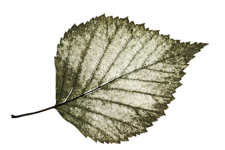 transparent half-decayed old leaf birch with filigree pattern on a white isolated background