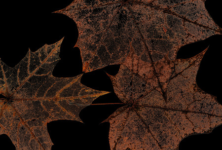 natural backdrop of the hollow transparent weightless skeletons of maple leaves isolated on black