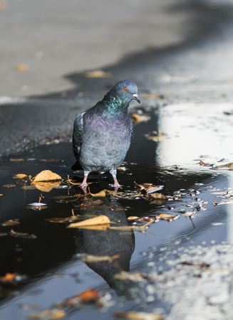 portrait of a funny dove standing in a puddle with autumn leavesの写真素材