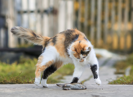 clever fluffy homemade red cat plays with a caught mouse grey Bouncing funの写真素材