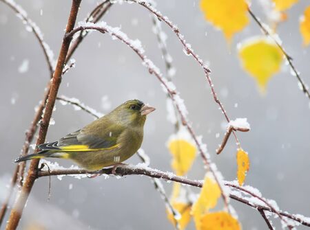 portrait of a beautiful cute green bird sitting in the bright autumn garden on a branch during the first snowfallの写真素材