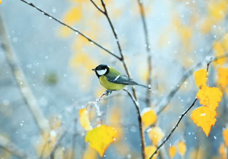 beautiful bird sitting in the late autumn in the Park on a branch of a birch in the snowの写真素材