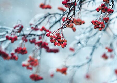 ripe bright red Rowan berries in the garden are covered in raindrops and crystal white snowの写真素材