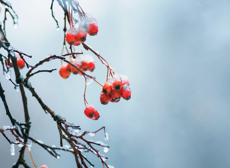 cold ripe red berries of viburnum in the garden covered in rain drops and crystal white snow