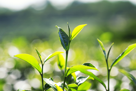 juicy green tea leaves grow on the mountain Sunny slopeの写真素材