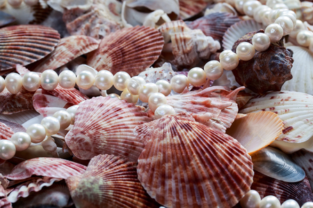beautiful sea background with colorful shells of different shapes and sizes and chic necklace of pearls in pastel tonesの写真素材