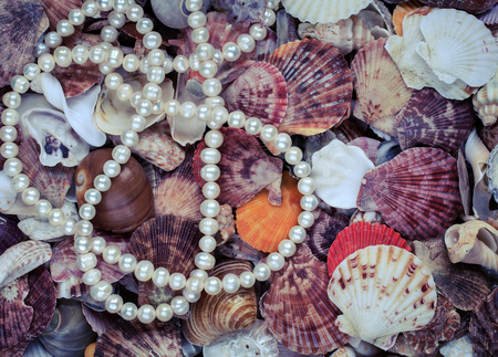 natural beautiful sea background from many shells of different shapes and colors of beads and white pearlsの写真素材