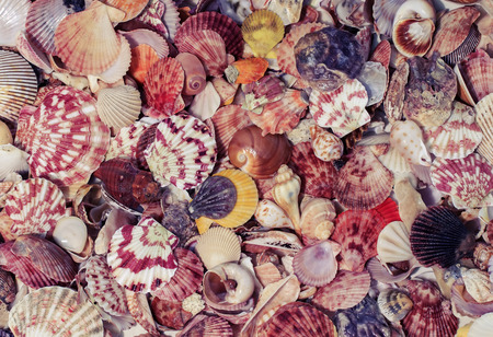 beautiful elegant marine background with colorful shells of different shapes and sizesの写真素材