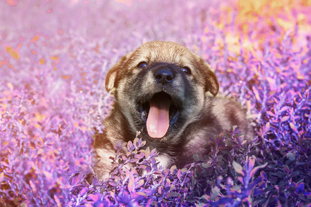 cute little puppy sitting in the grass with lilac funny open mouthの写真素材