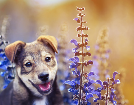 portert cute adorable puppy sits on a Sunny summer meadow of bright purple flowersの写真素材