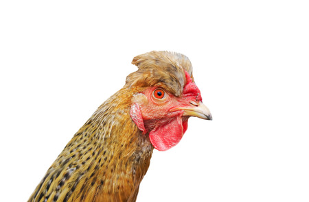 portrait of a cute red chicken looks funny on a white isolated background