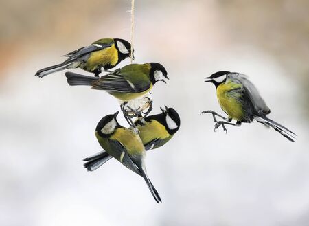 a lot of fun small Tits fly up and eat the fat in winter Parkの写真素材