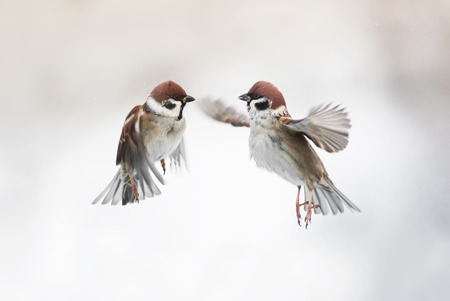 two cute little Sparrow birds flying in the air and spread their feathers and wingsの写真素材