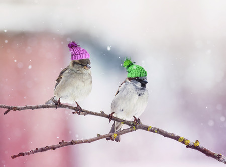 two cute little birds Sparrow sitting in a tree in the garden in wonderful hats relatedの写真素材