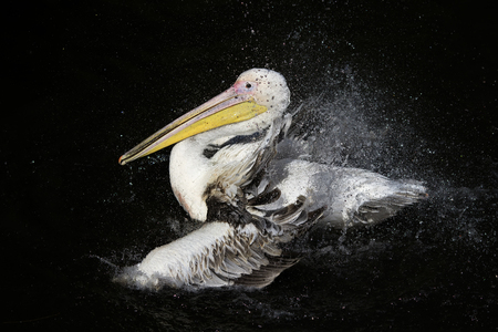 beautiful bird white Pelican splashing impressively into the dark lake spraying water drops with feathers and beak in the Parkの写真素材