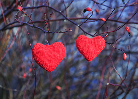 two scarlet knitted from threads of the heart hanging in the branches of a wild rose in the gardenの写真素材