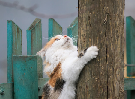 beautiful fluffy cat climbs being played on a wooden post in the spring outside in the Sunny gardenの写真素材