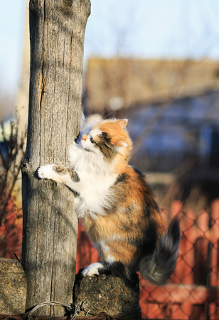 beautiful fluffy cat playing and trying to climb on a wooden post in the spring outside in the Sunny gardenの写真素材