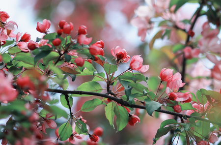 branch Apple tree with pink fragrant flowers in may spring gardenの写真素材