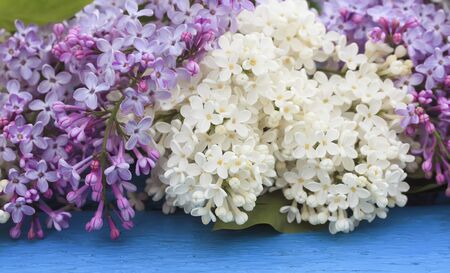 beautiful branch of lilac with white and purple flowers on blue wooden table in spring garden