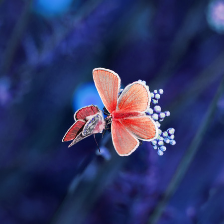 two little orange butterfly sitting on a flowery meadowの写真素材